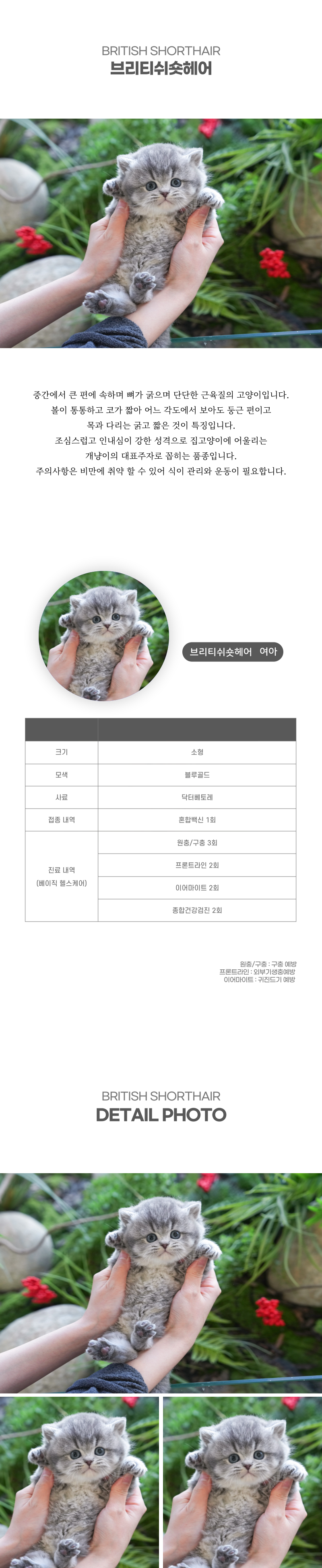 브리티쉬숏헤어_상세이미지_2